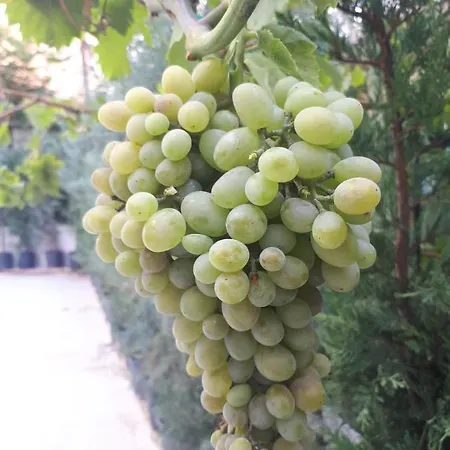 Hotel Suevari Aksaray