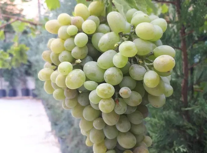 酒店 Suevari 阿克萨赖